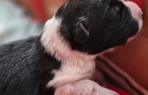 Szczeniak piesek border collie czarno-biały ZKWP FCI 4
