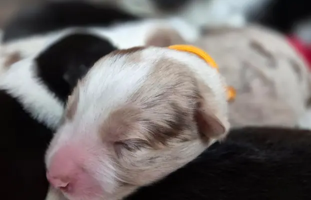Szczeniak suczka border collie red merle ZKWP FCI 1