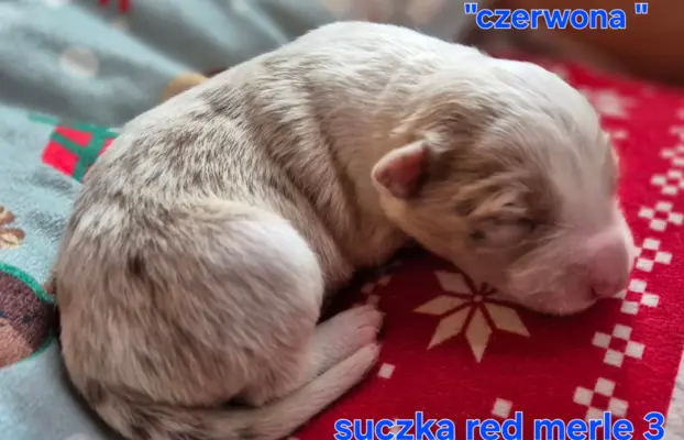 Szczeniak suczka border collie red merle ZKWP FCI 4