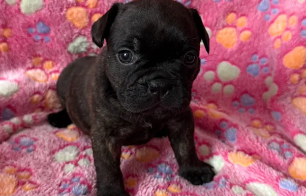 Szczenięta rasy Buldog Francuski 1