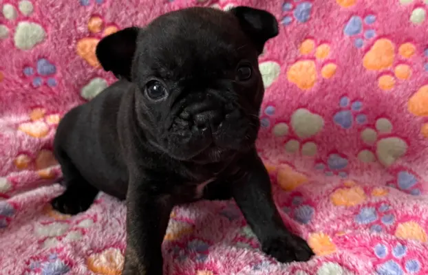 Szczenięta rasy Buldog Francuski 2