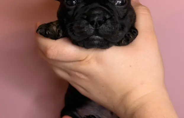Szczenięta rasy Buldog Francuski 4
