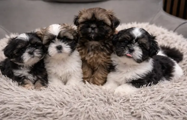 Shih Tzu 3