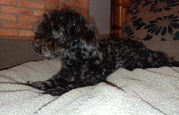 Hawana Rosyjska Bolonka Kolorowa 2