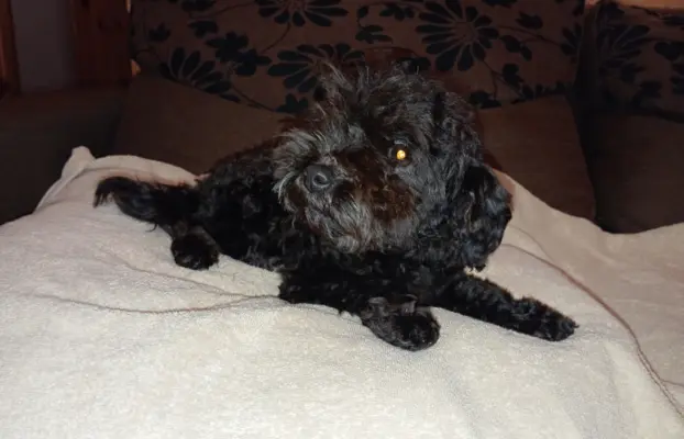 Hawana Rosyjska Bolonka Kolorowa 6