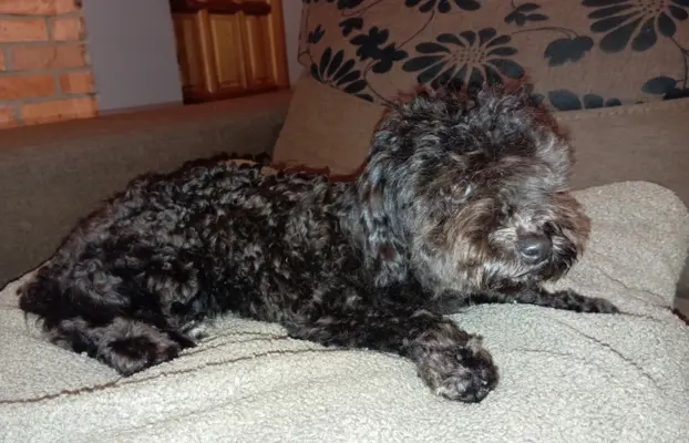 Hawana Rosyjska Bolonka Kolorowa 9