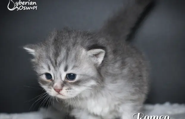 Syberyjski kociak – Romeo blue tabby – championowska linia! 2