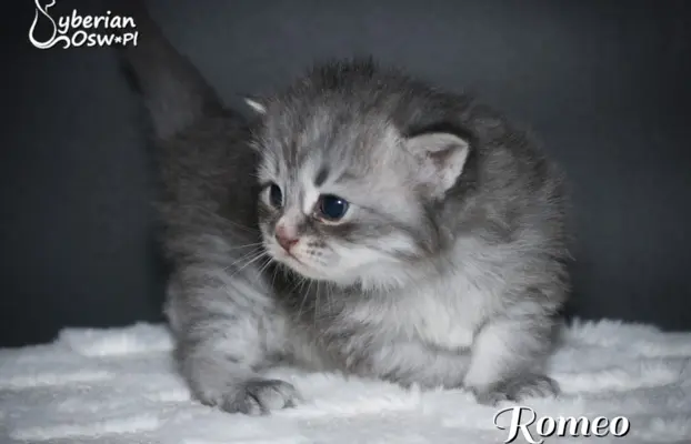 Syberyjski kociak – Romeo blue tabby – championowska linia! 3