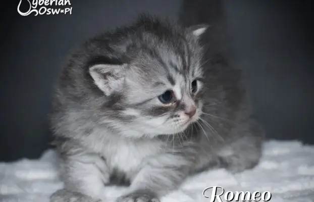 Syberyjski kociak – Romeo blue tabby – championowska linia! 4