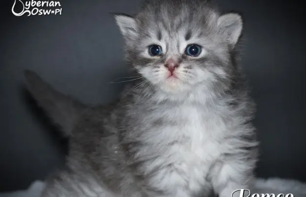 Syberyjski kociak – Romeo blue tabby – championowska linia! 1