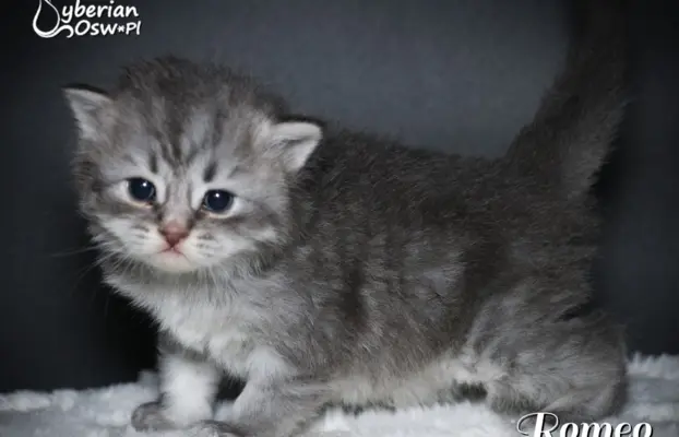 Syberyjski kociak – Romeo blue tabby – championowska linia! 6