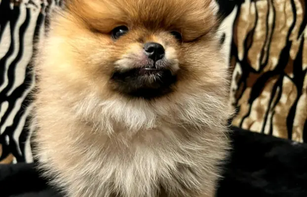 Szpic miniaturowy, Pomeranian - ORANGE 3