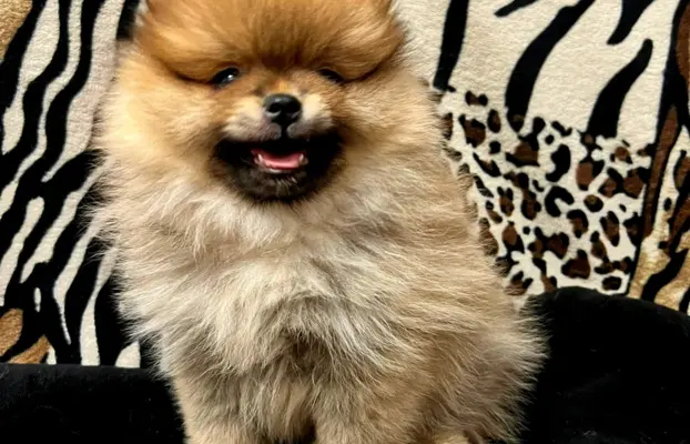 Szpic miniaturowy, Pomeranian - ORANGE 1
