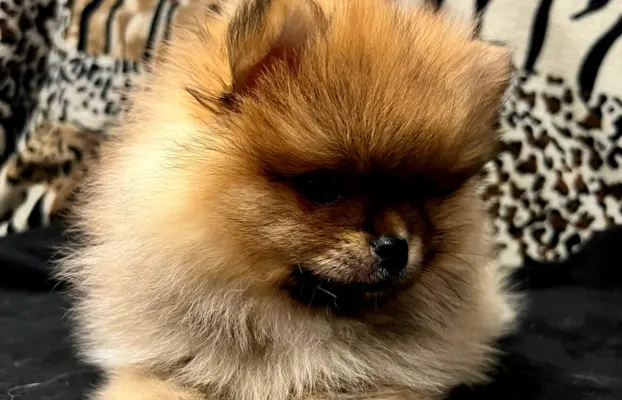 Szpic miniaturowy, Pomeranian - ORANGE 2