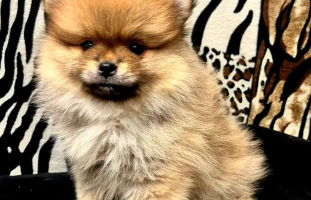 Szpic miniaturowy, Pomeranian - ORANGE 5