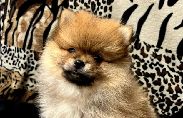 Szpic miniaturowy, Pomeranian - ORANGE 6
