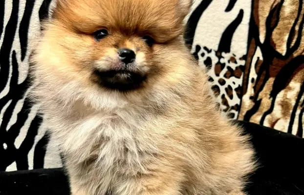 Szpic miniaturowy, Pomeranian - ORANGE 7