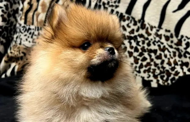 Szpic miniaturowy, Pomeranian - ORANGE 4