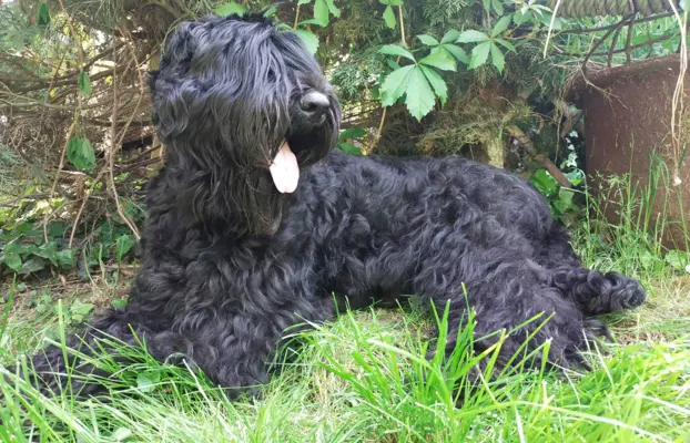 Szczenię Czarny Terier Rosyjski 2