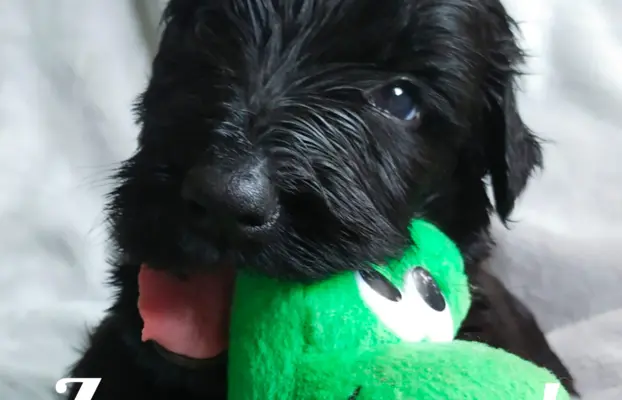 Szczenię Czarny Terier Rosyjski 1