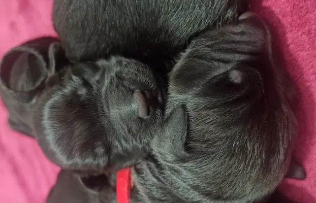 Szczenię Czarny Terier Rosyjski 3