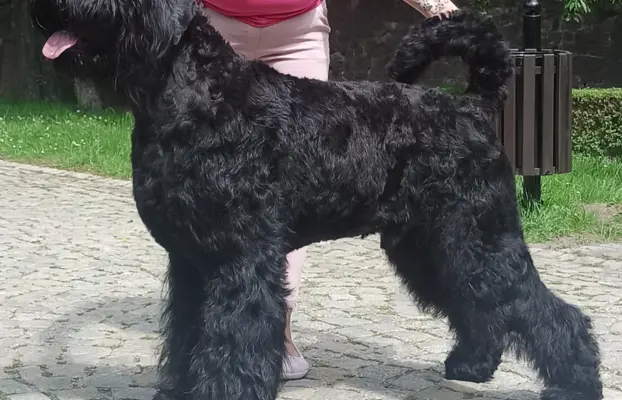 Szczenię Czarny Terier Rosyjski 4