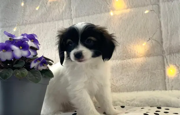 spaniel kontynentalny miniaturowy phalene (ćma) ZKwP, FCI 1