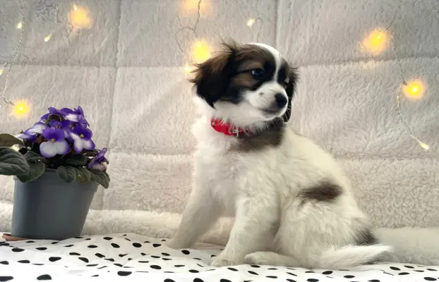 spaniel kontynentalny miniaturowy phalene (ćma) ZKwP, FCI 2