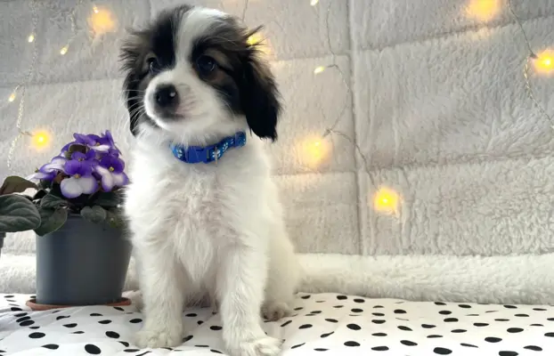 spaniel kontynentalny miniaturowy phalene (ćma) ZKwP, FCI 3