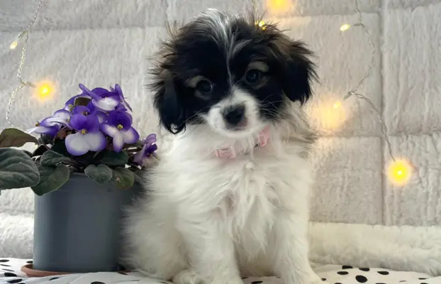 spaniel kontynentalny miniaturowy phalene (ćma) ZKwP, FCI 4