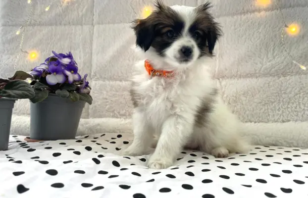 spaniel kontynentalny miniaturowy phalene (ćma) ZKwP, FCI 5