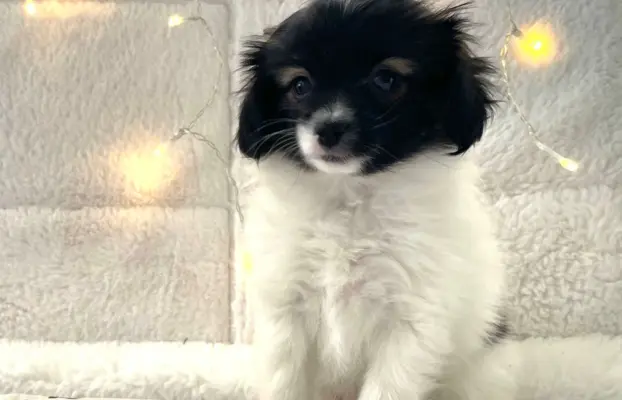 spaniel kontynentalny miniaturowy phalene (ćma) ZKwP, FCI 6