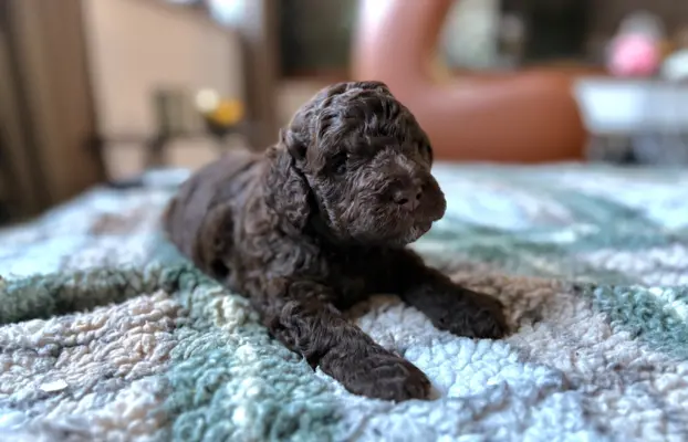 Pudel miniaturowy - śliczny czekoladowy chłopiec 1