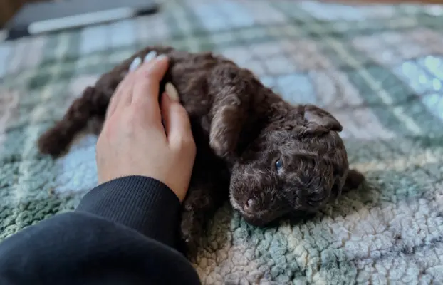 Pudel miniaturowy - śliczny czekoladowy chłopiec 2