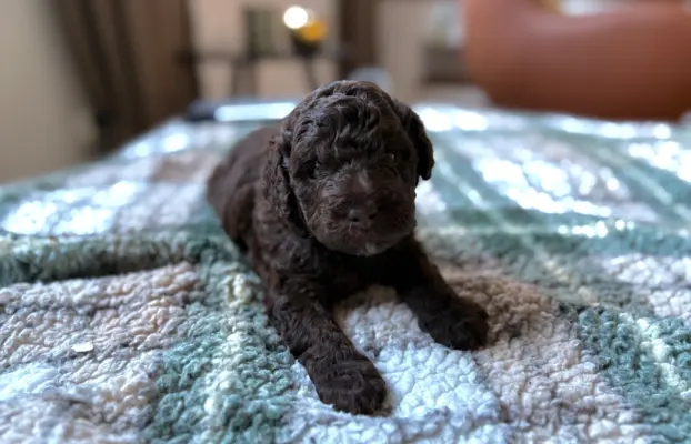 Pudel miniaturowy - śliczny czekoladowy chłopiec 3