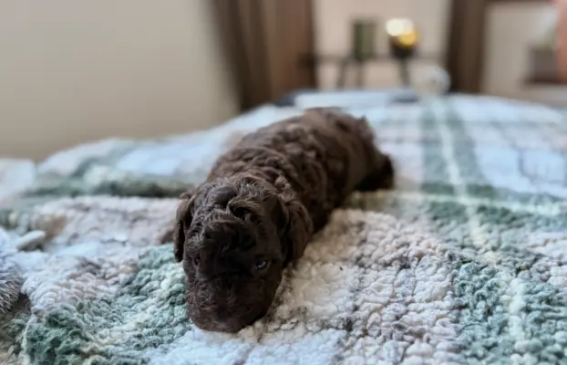 Pudel miniaturowy - śliczny czekoladowy chłopiec 4