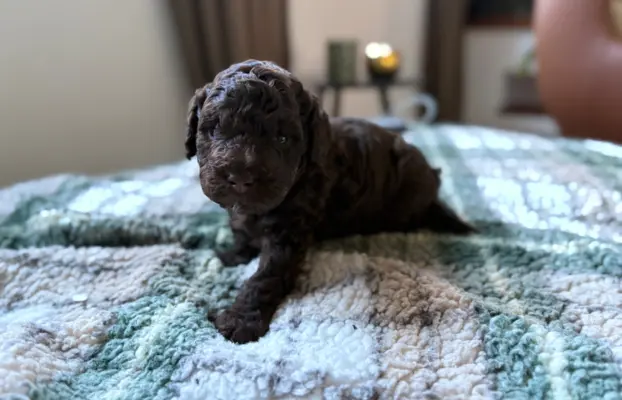 Pudel miniaturowy - śliczny czekoladowy chłopiec 5