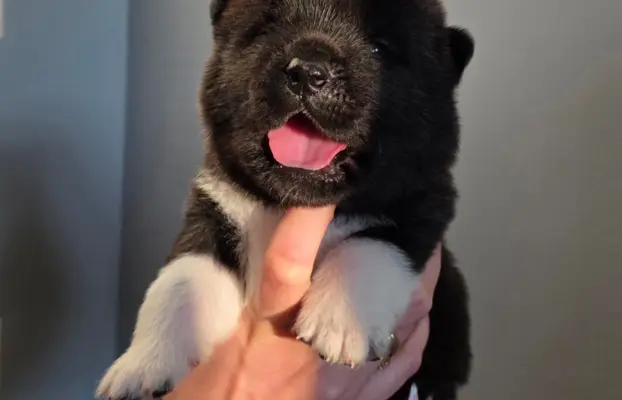 Akita amerykańska 1