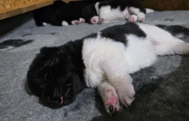 Akita amerykańska 2