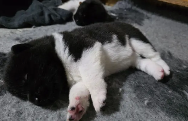 Akita amerykańska 3