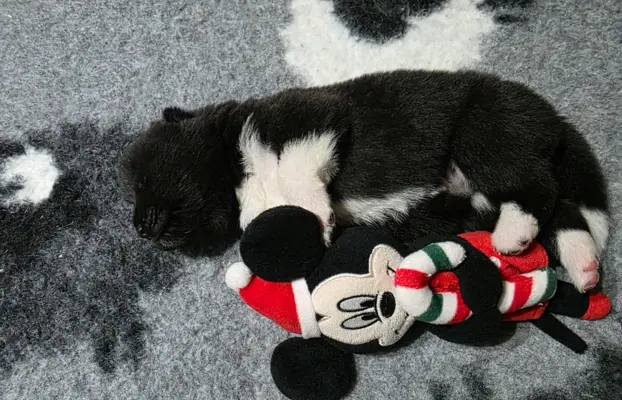 Akita amerykańska 5