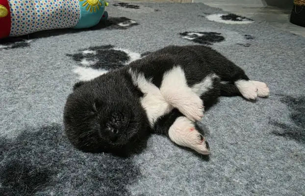 Akita amerykańska 6