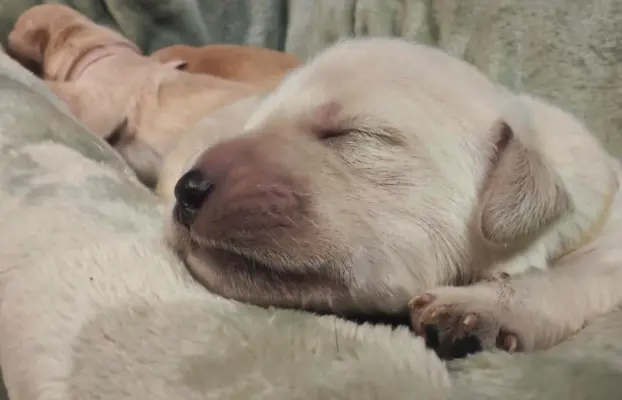 Golden Retriever szczeniaki złote, biszkoptowe, białe 1