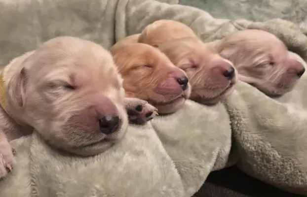 Golden Retriever szczeniaki złote, biszkoptowe, białe 2