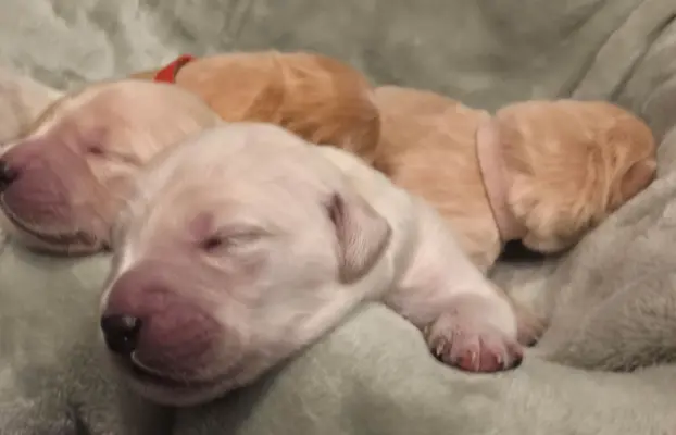 Golden Retriever szczeniaki złote, biszkoptowe, białe 3