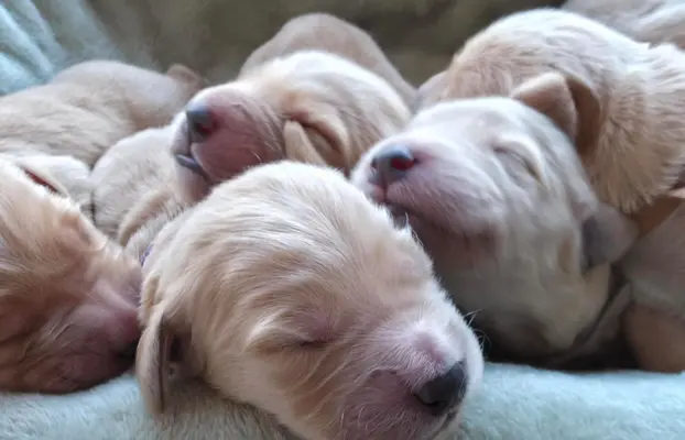 Golden Retriever szczeniaki złote, biszkoptowe, białe 5