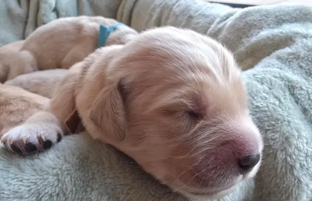 Golden Retriever szczeniaki złote, biszkoptowe, białe 6