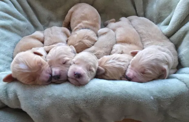 Golden Retriever szczeniaki złote, biszkoptowe, białe 7