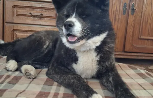 Akita - pręgowane szczenię na sprzedaż ZKWP / FCI 2