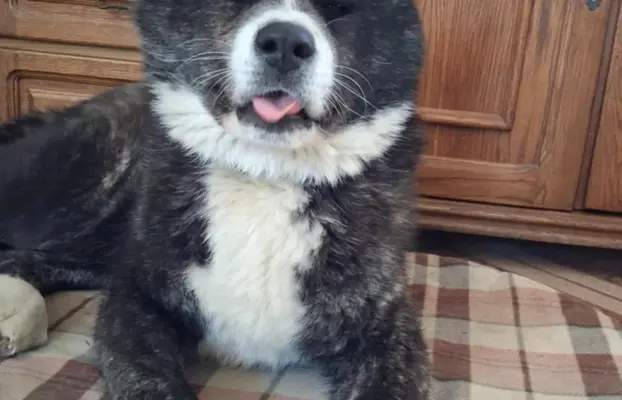 Akita - pręgowane szczenię na sprzedaż ZKWP / FCI 3